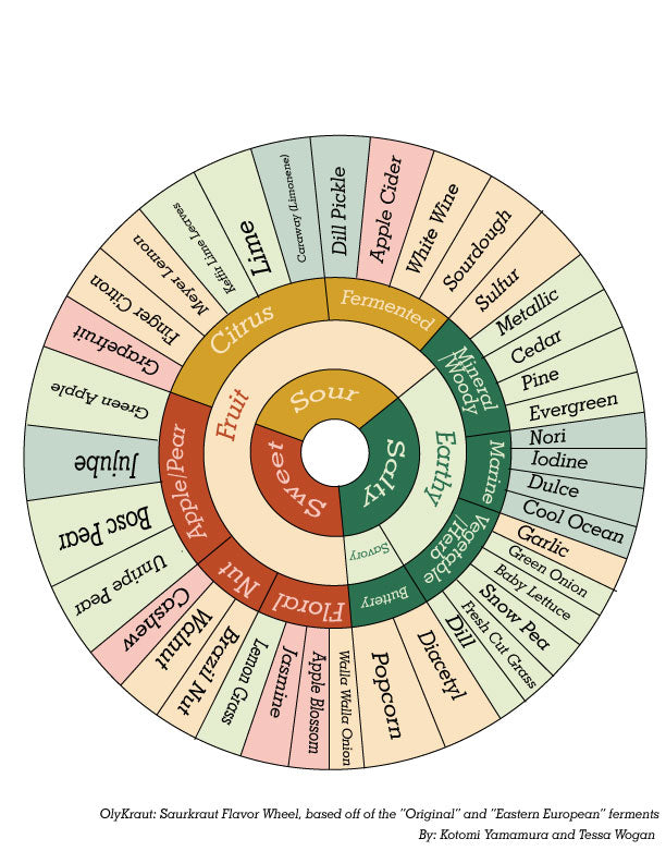 flavor wheel describing different associate flavors found in sauerkraut and fermented vegetables
