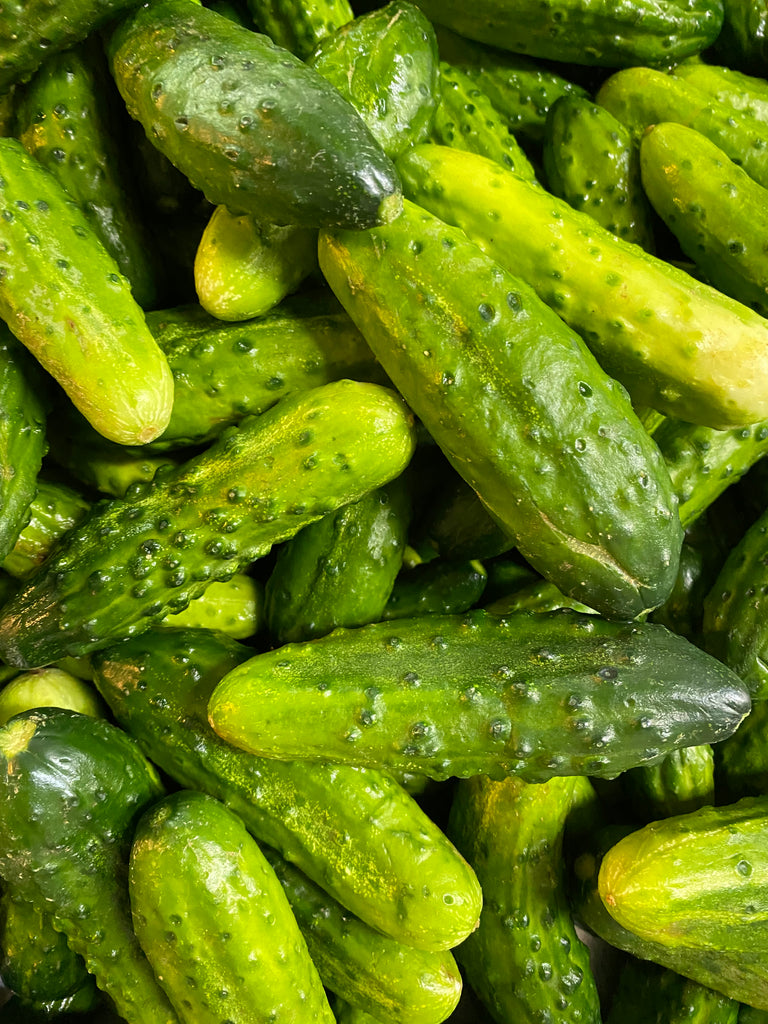 A closeup of unprocessed pickling cucumbers